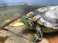 乌龟淡水乌龟美丽的乌龟