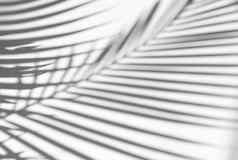 热带棕榈叶子自然影子覆盖白色纹理巴克