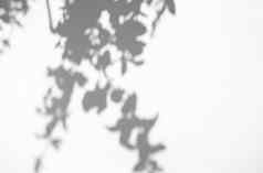 叶子自然影子覆盖白色纹理背景