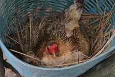 母鸡孵化鸡蛋巢