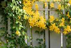 美丽的黄色的花艾薇树绿色叶子金属栅栏