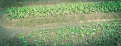 全景视图年轻的烟草rusticamakhorka植物日益增长的山行农场北越南