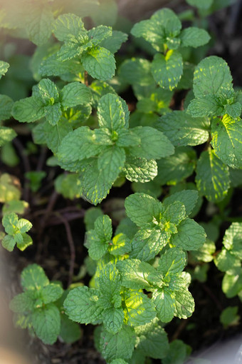 绿色薄荷叶子薄荷叶薄荷植物<strong>成长</strong>