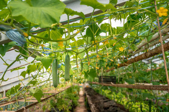 日益增长的有机黄瓜化学物质农药温室农场健康的蔬菜维生素