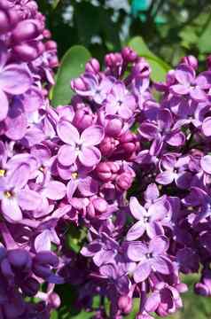 紫色的淡紫色花朵淡紫色花
