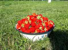 成熟的多汁的红色的草莓白色杯草莓