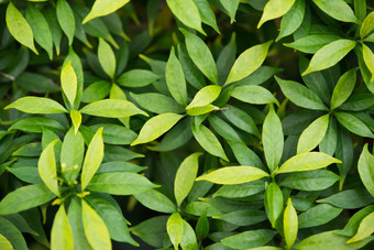 绿色植物叶子树叶纹理背景