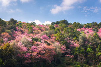 粉红色的<strong>樱花</strong>花开花春天季<strong>节</strong>美丽的盛开的樱桃蓝色的天空<strong>背景</strong>自然纯度开花<strong>樱花</strong>树分支自然植物植物区系