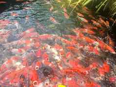 锦 鲤鱼游泳水族馆花俏的鲤鱼鱼