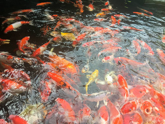 锦 鲤鱼游泳水族馆花俏的鲤鱼鱼