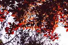 山毛榉树叶子秋天颜色