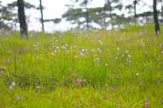 冠毛犬龙花甜蜜的紫色的花