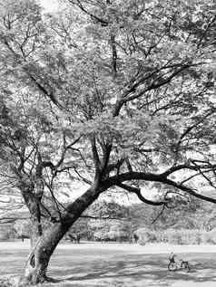 黑色的白色景观图像大树自行车公园