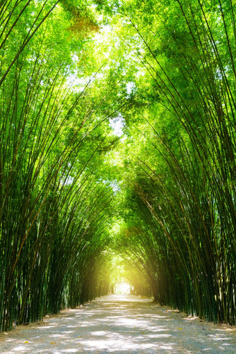 隧道竹子树阳光