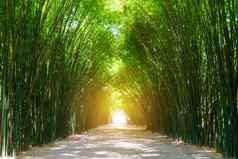 隧道竹子树阳光