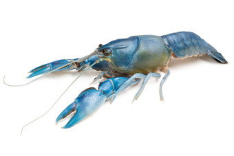 蓝色的小龙虾cherax析构函数白色背景