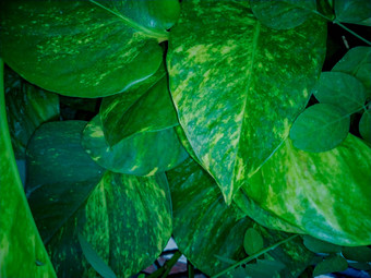 组合成的钱植物叶子背景绿色植物