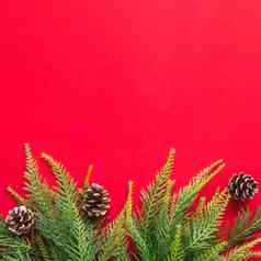 圣诞节树分支机构红色的背景免费的空间文本