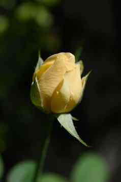 美丽的黄色的玫瑰花早....太阳光户外