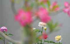 色彩斑斓的花园美丽的黄色的粉红色的玫瑰花