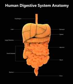 人类消化系统标签解剖学