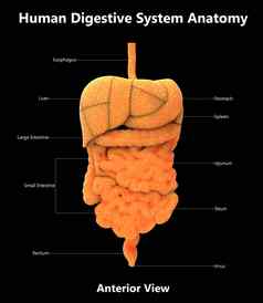 人类消化系统标签解剖学前视图