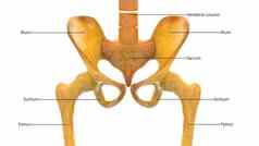 人类骨架系统臀部骨关节标签解剖学前视图