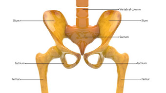 人类骨架系统臀部骨关节标签解剖学前视图