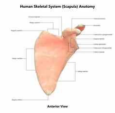 人类骨架系统肩胛骨骨关节标签解剖学前视图