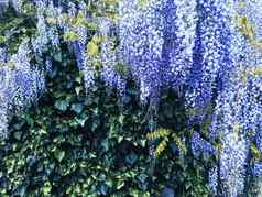 蓝色的紫藤花叶子植物花园花背景自然开花
