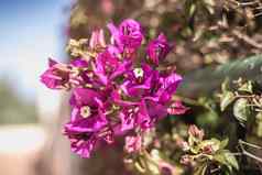 叶子花属花阳光明媚的冬天一天