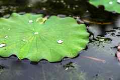 莲花花水滴绿色叶子池塘