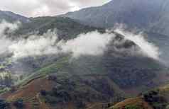 全景山森林风景山黎明雾