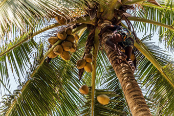 王椰子种植园树水果黄色的束棕榈椰子树斯里兰卡