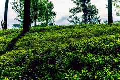 绿色茶巴德新鲜的叶子斯里兰卡斯里兰卡