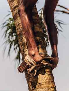 男人。攀爬可可椰子棕榈树树干王椰子树