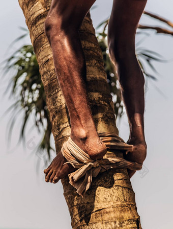 男人。攀爬可可椰子棕榈树树干王椰子树