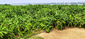 香蕉种植园有机作物棕榈场
