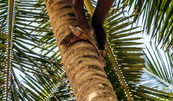 男人。攀爬可可椰子棕榈树树干<strong>王</strong>椰子树