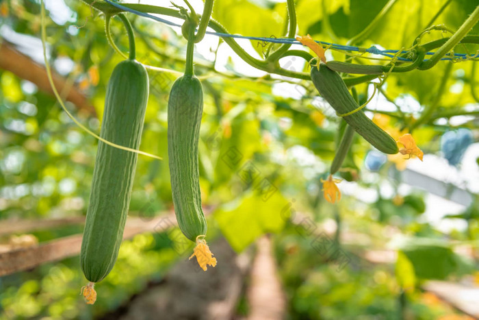 日益增长的有机黄瓜化学物质农药温室农场健康的蔬菜维生素