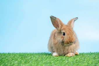 毛茸茸的毛茸茸的可爱的黑色的兔子站腿绿色草蓝色的背景清洁前面腿概念啮齿动物宠物复活节