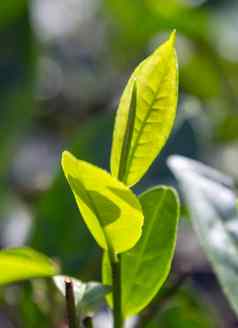 绿色茶叶子背景灌木