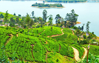 绿色茶叶子背景山茶灌木种植园