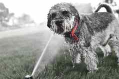 湿快乐宠物雪纳瑞犬狗小狗玩水喝喷水灭火系统热夏天一天