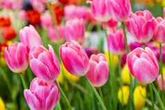 粉红色的郁金香花美丽的花花园植物郁金香斯普尔