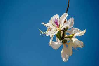 bautiful白色花<strong>紫荆花</strong>杂色