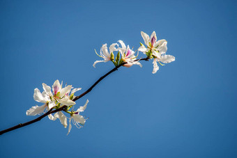 bautiful白色花<strong>紫荆花</strong>杂色