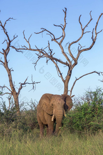 非洲<strong>布什大象</strong>哈莱恩皇家国家公园斯威士兰