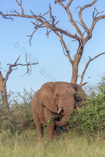非洲<strong>布什大象</strong>哈莱恩皇家国家公园斯威士兰