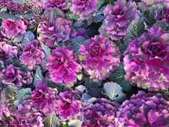 关闭生动的紫色的装饰卷心菜花圃